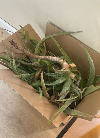 Decorar una maceta con Aloe