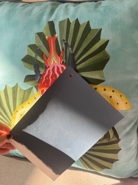 Cojín Beetle azul y muestra Negra