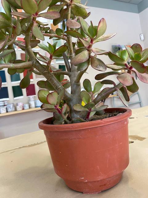 Preparamos y limpiamos la maceta antes de pintar