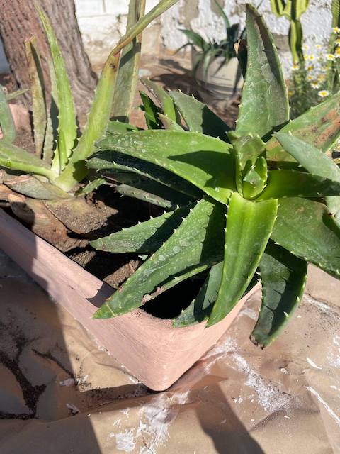 Maceta pintada con Aloe Vera