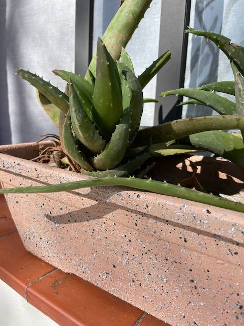 Ideas para decorar macetas de plástico 1 Efecto granito spray