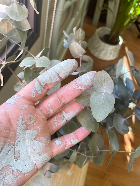 Color De Tiza 2022 38 Verde Macilla Eucapilto