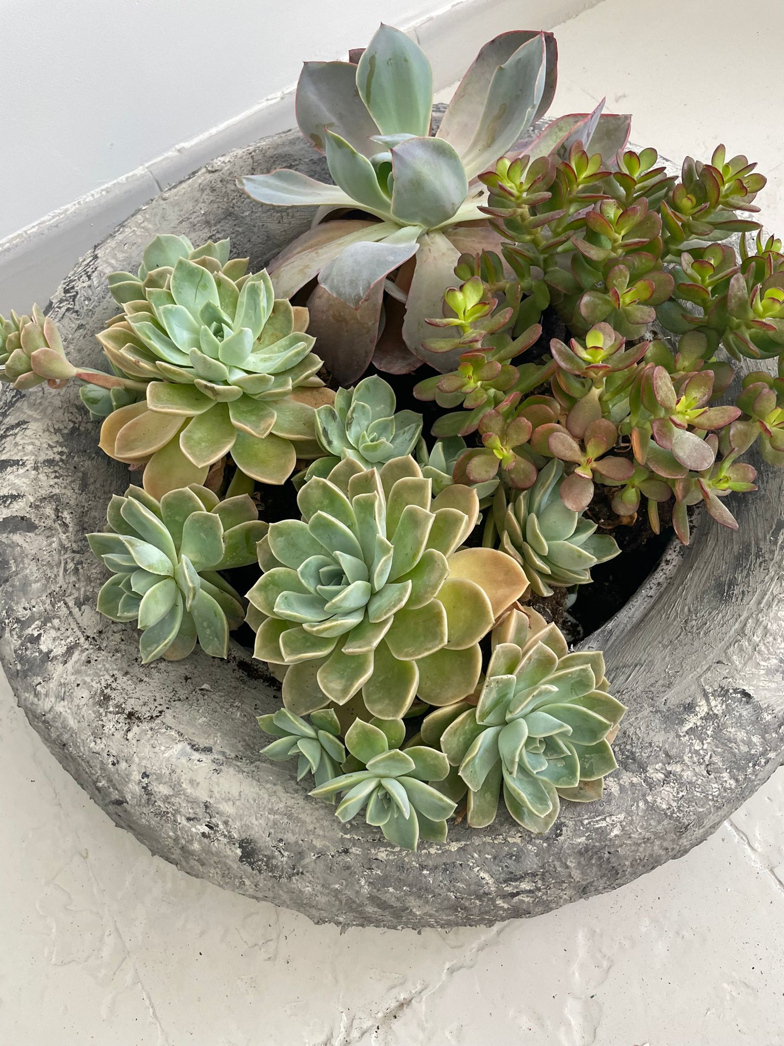 Reciclar neumáticos para decorar el jardín 26 WhatsApp Image 2022 06 06 at 11.57.46 AM